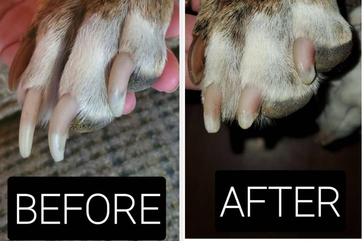 Dog paws with long nails labeled "Before," and trimmed nails labeled "After."