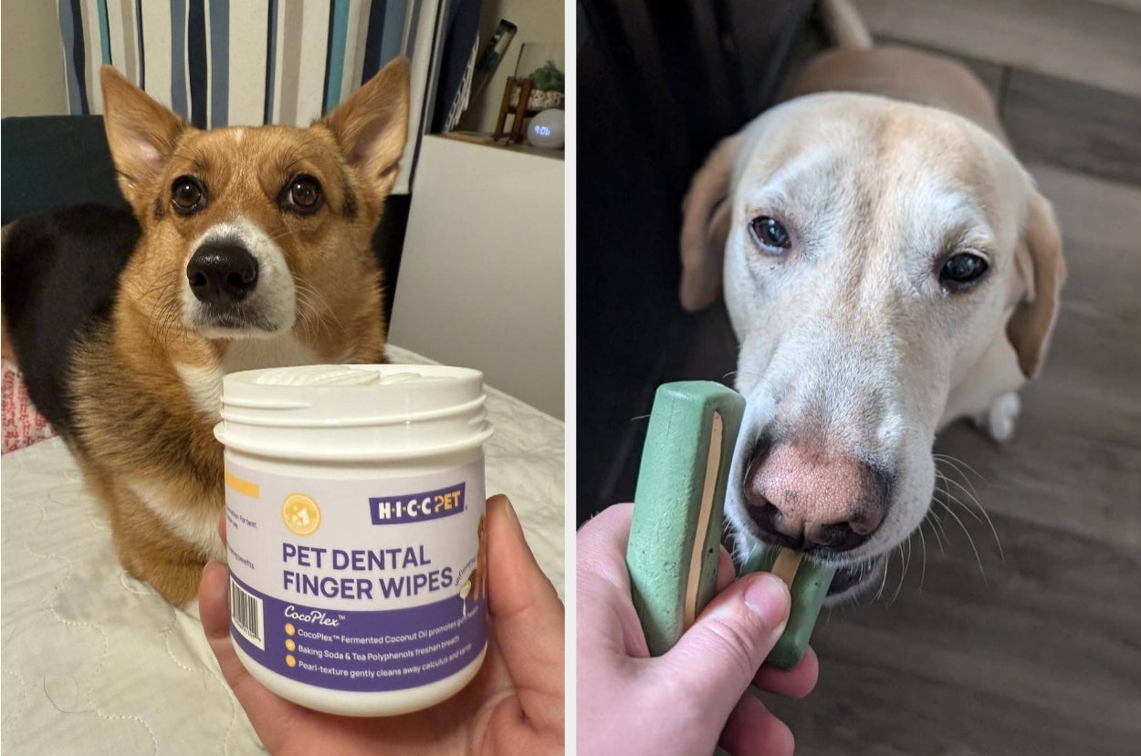 Left: Corgi near a tub of pet dental wipes. Right: Labrador holding a toothbrush in its mouth
