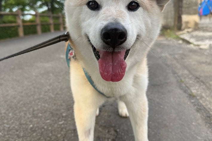 犬が道を歩いている様子。楽しそうに舌を出している。