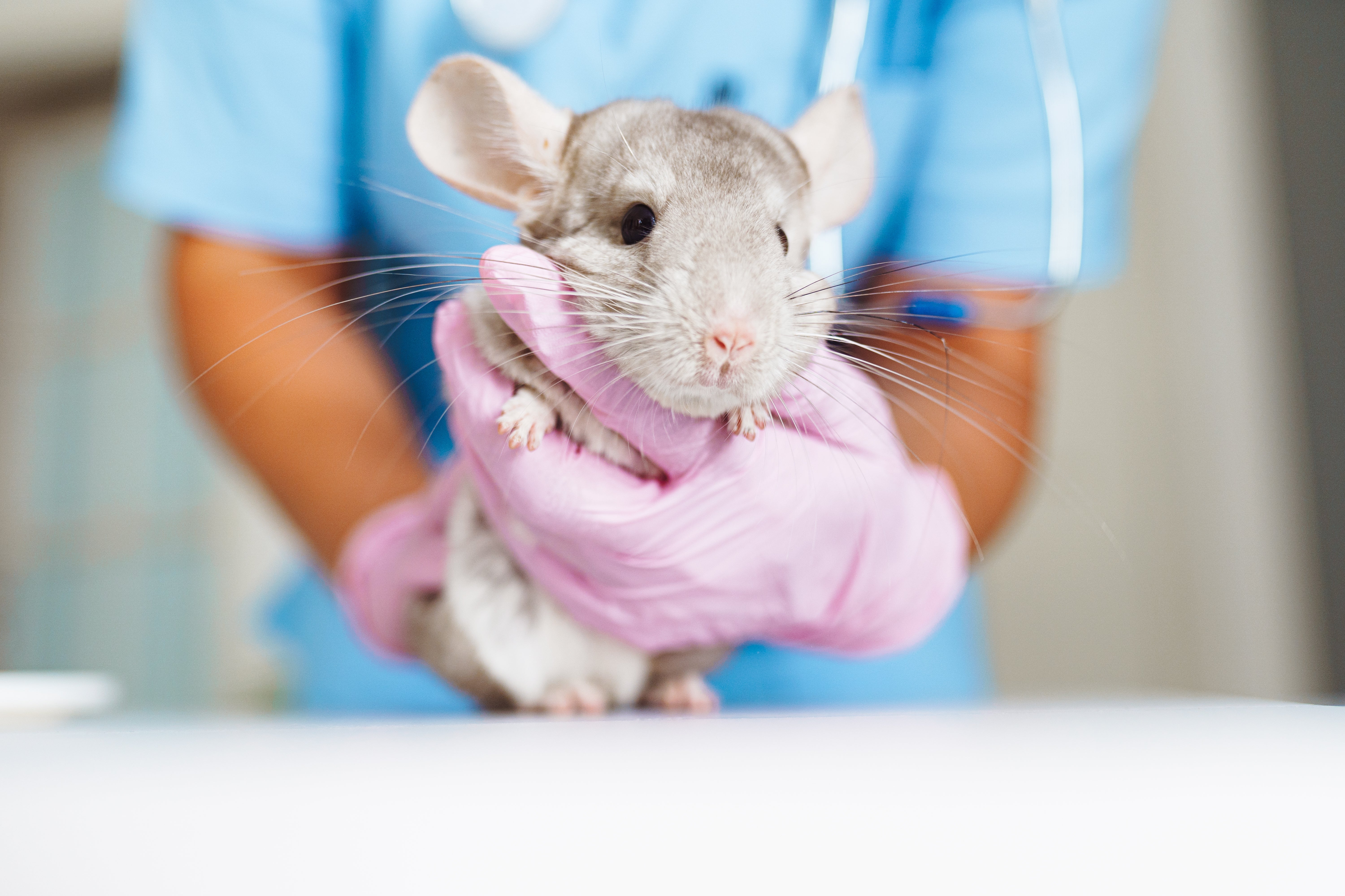 En person med hansker holder forsiktig en chinchilla og viser ansiktet og værhårene