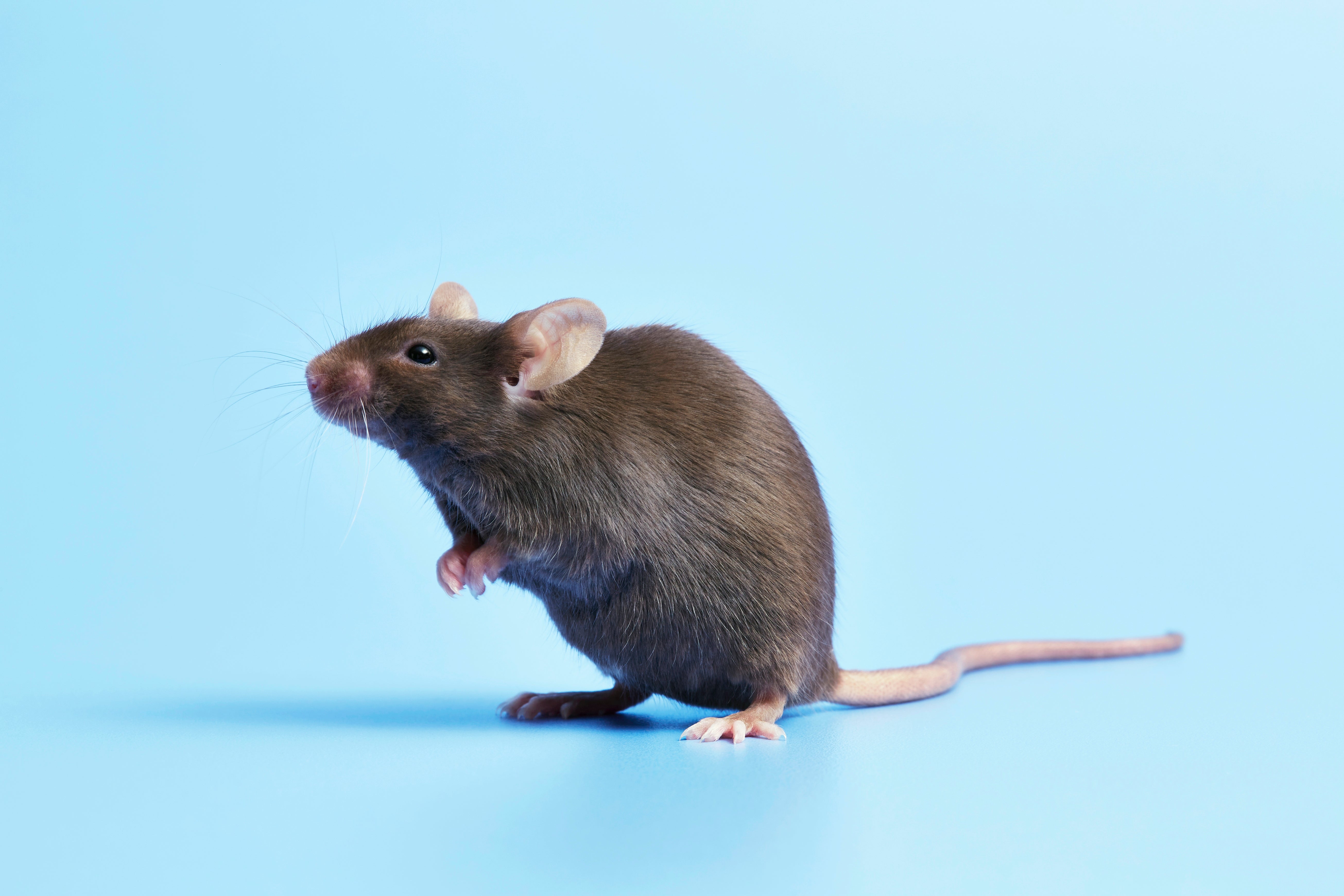 A tiny rodent lasting connected a bluish surface, facing somewhat to the left