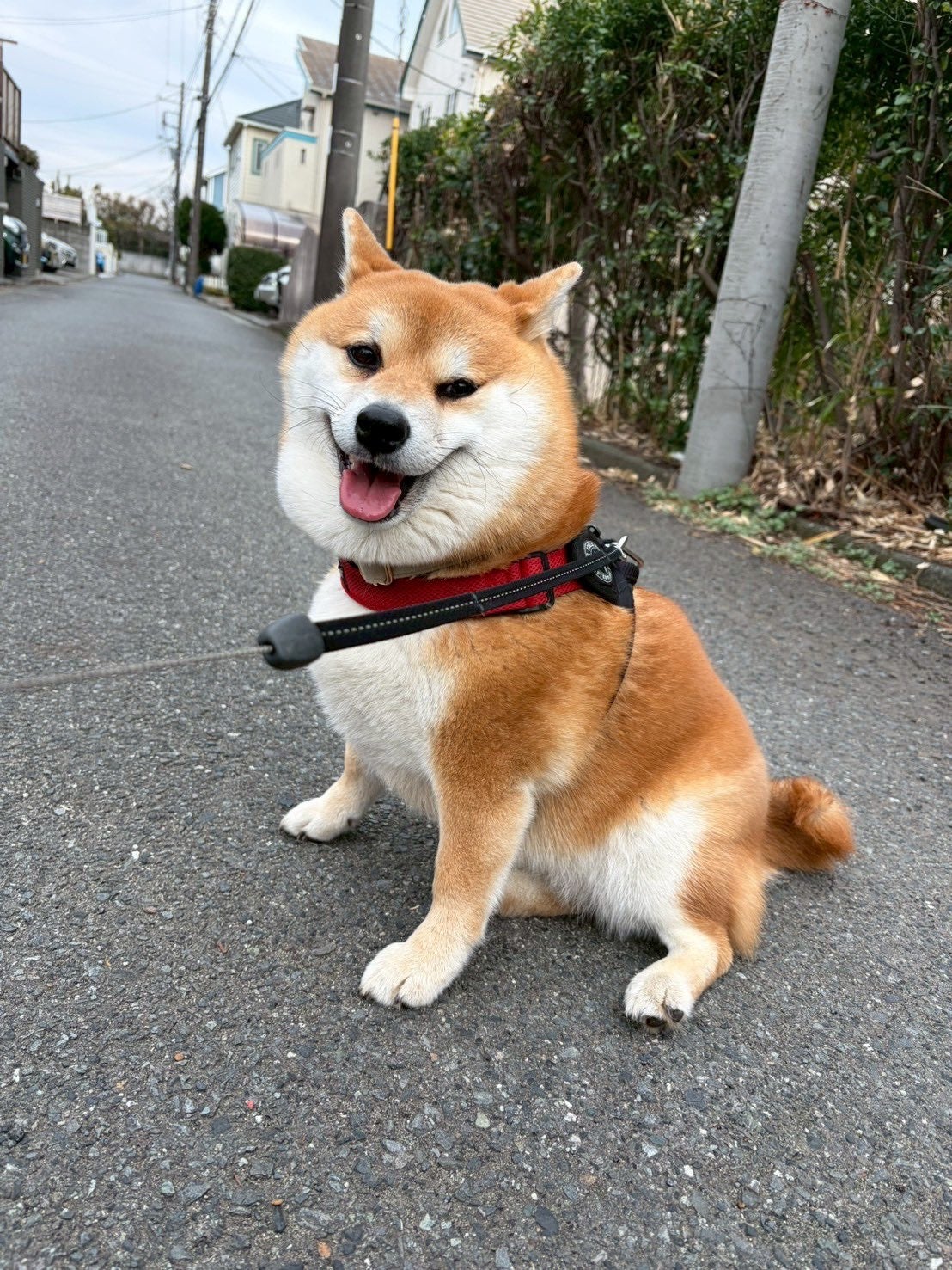 ココちゃん（飼い主さんのX（@shiba_coco10diy）より）