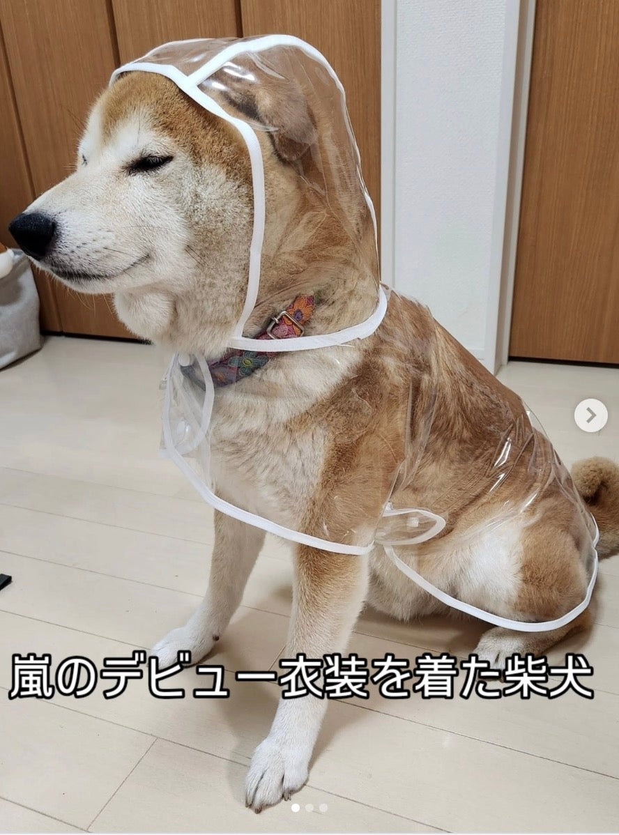 柴犬が透明な雨合羽を着て座っている姿。「嵐のデビュー衣装を着た柴犬」と書かれている。