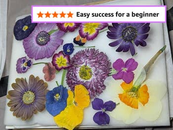 Pressed flowers arranged connected a achromatic background, showcasing assorted shapes and textures