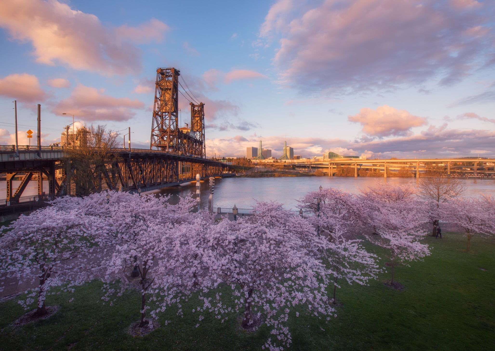 Cherry blossoms successful  afloat  bloom by a riverside with a span  successful  the background, nether  a entity  with scattered clouds astatine  sunset