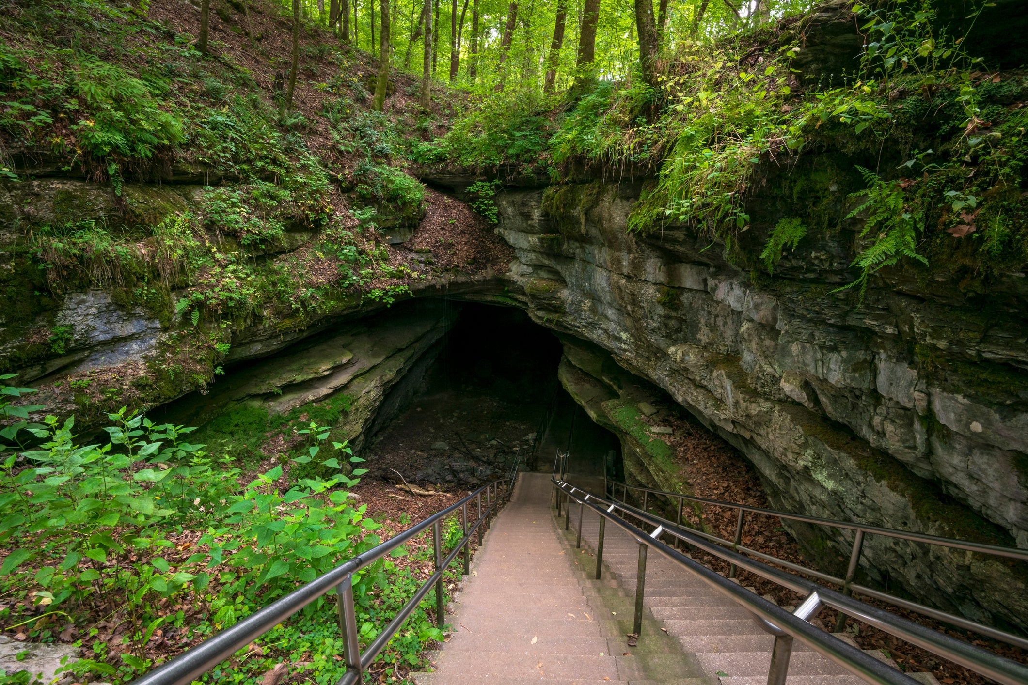 Entrance to a ample  cave surrounded by lush greenery, with a paved way  and railing starring  into the darkness