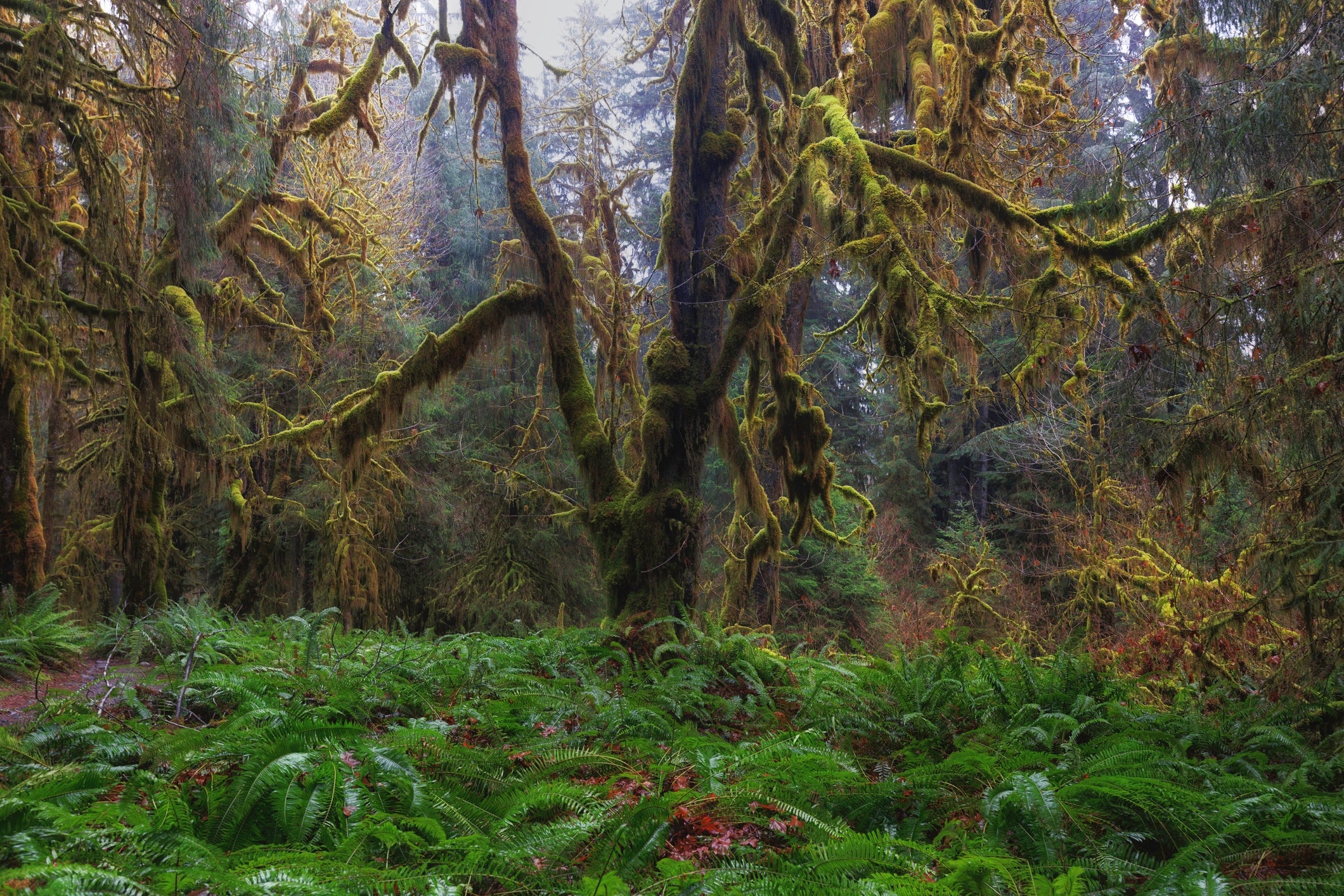 Lush wood  with moss-covered trees and dense ferns
