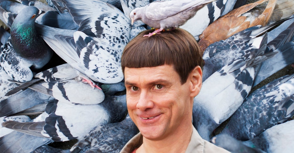 Be A Pigeon For 12 Hours And Find Out What Type Of Pigeon Breed You Are