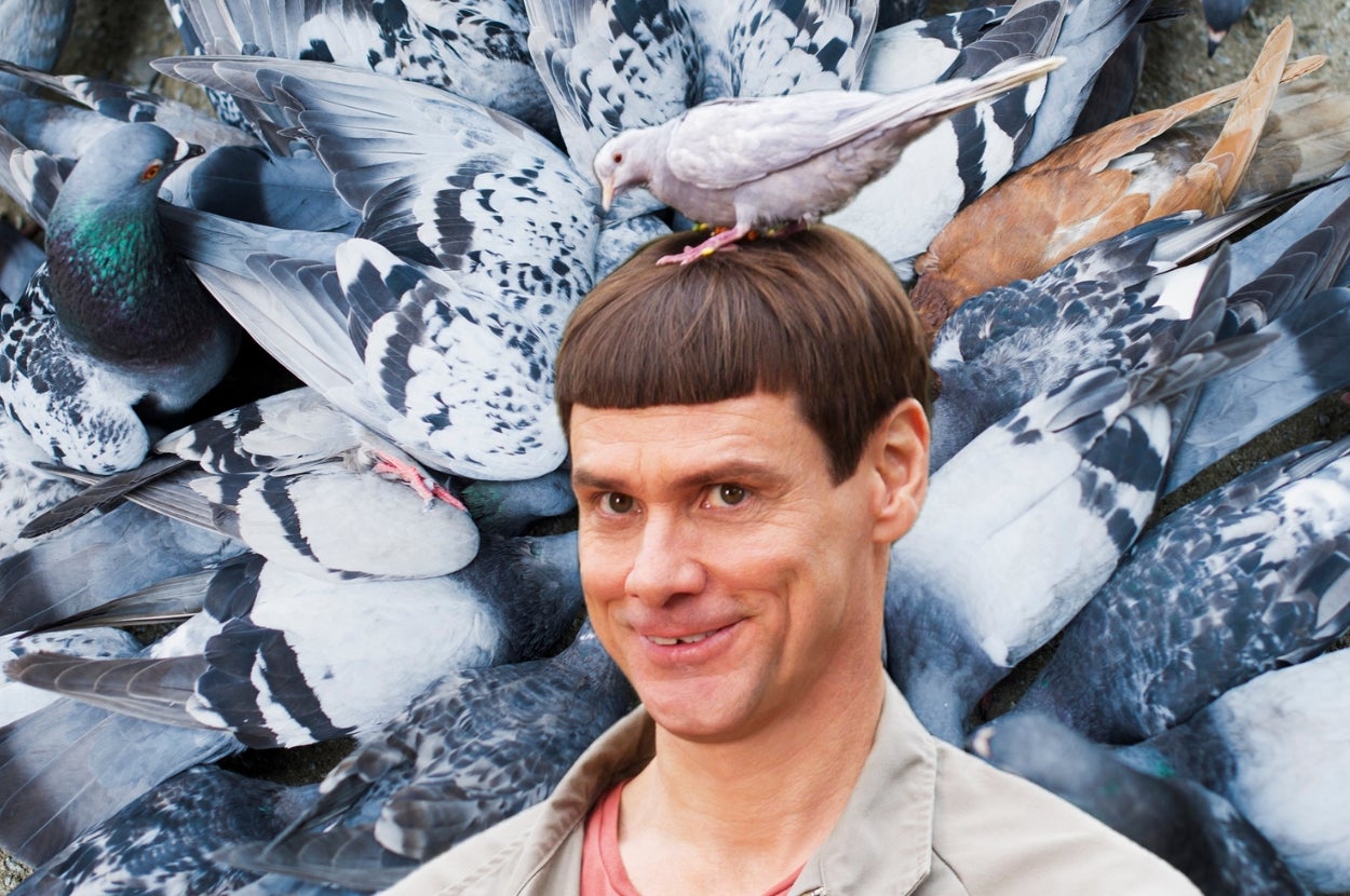 Jim Carrey in "Dumb and Dumber 2" with a pigeon on his head, smiling in front of a large flock of pigeons