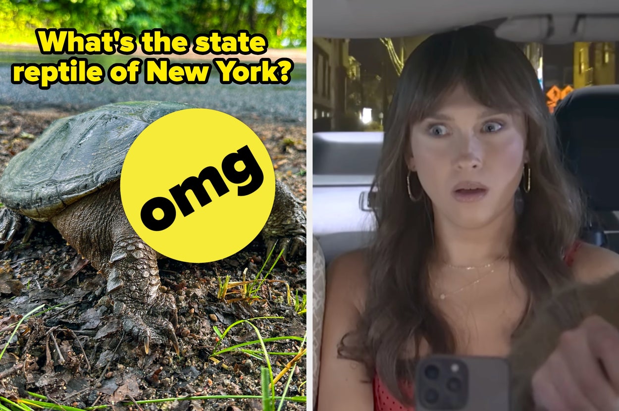 On the left, a reptile with an omg sticker covering its face labeled what's the state reptile of New York, and on the right, Veronika Slowikowska looking confused in a car in an SNL sketch