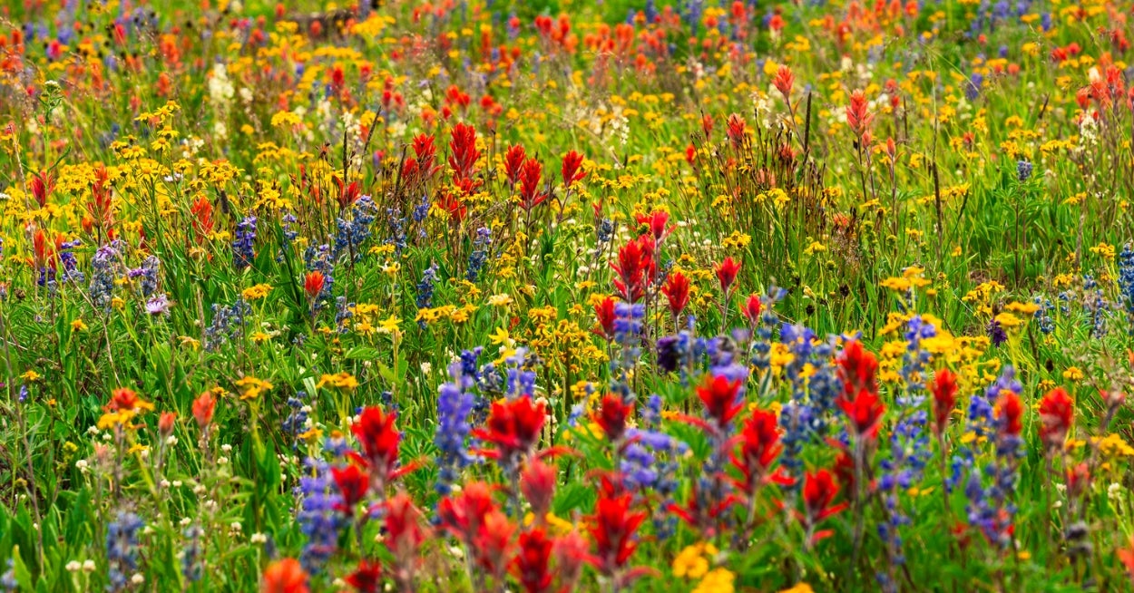 Your Inner Wildflower Says A LOTTTTTTTTTT About You, And I'm Thinking It's High Time You Discovered Yours
