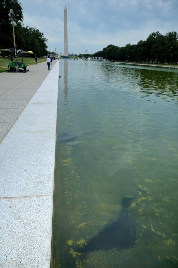 Reflecting Pool astatine  National Mall, Washington D.C., with the Washington Monument successful  the background, and algae disposable   successful  the water