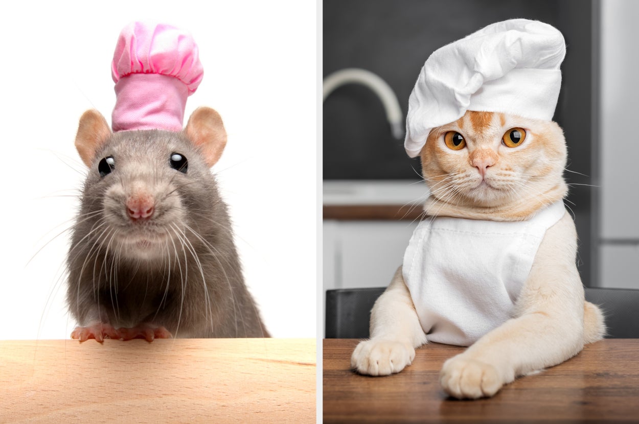 What animal do you think would make the best chef?
