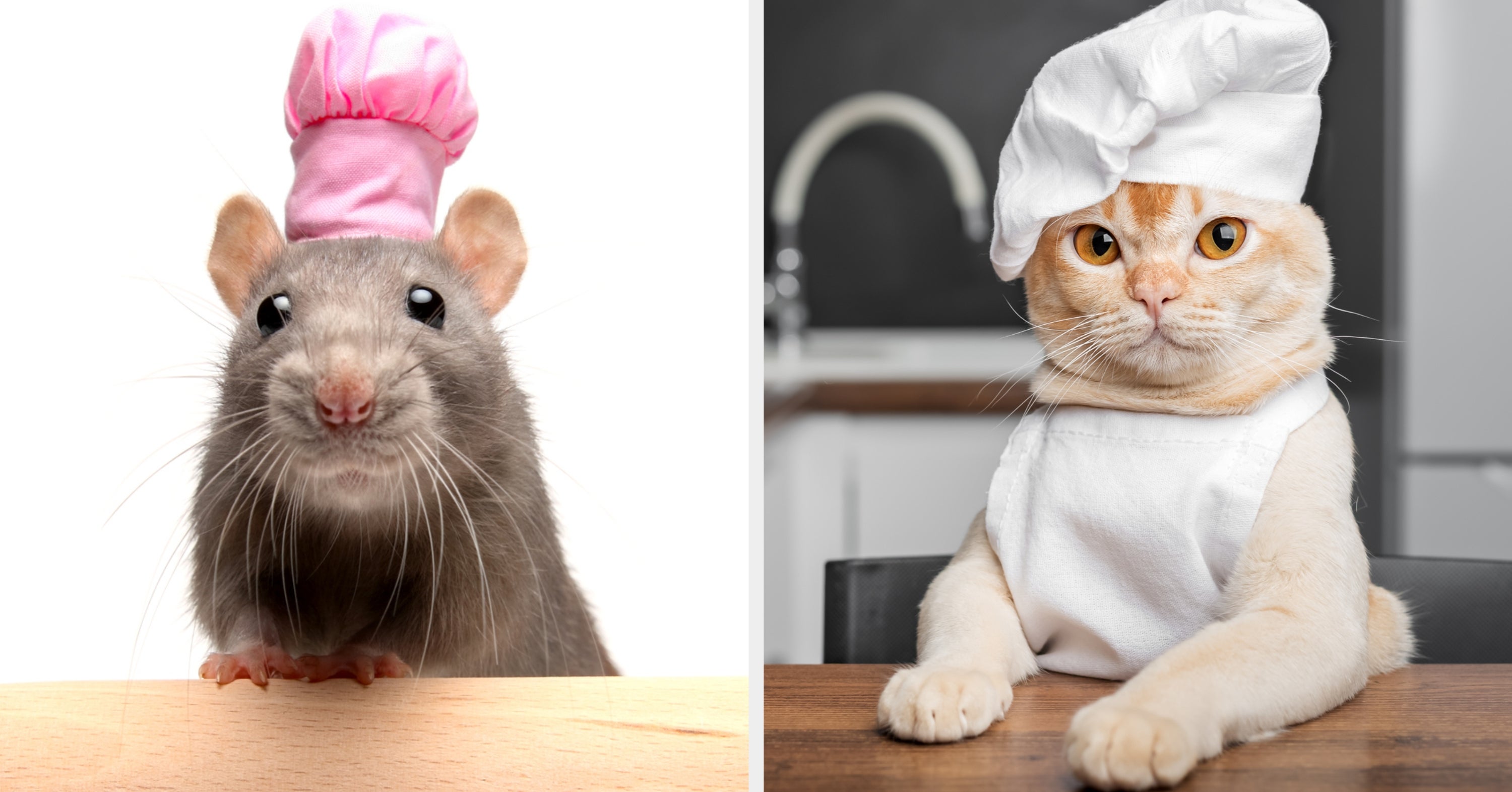 What animal do you think would make the best chef?