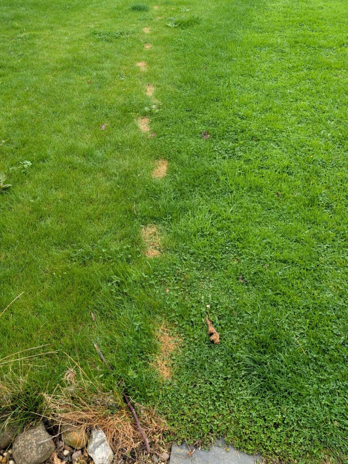 A grassy path with small patches of dried grass leading into the distance