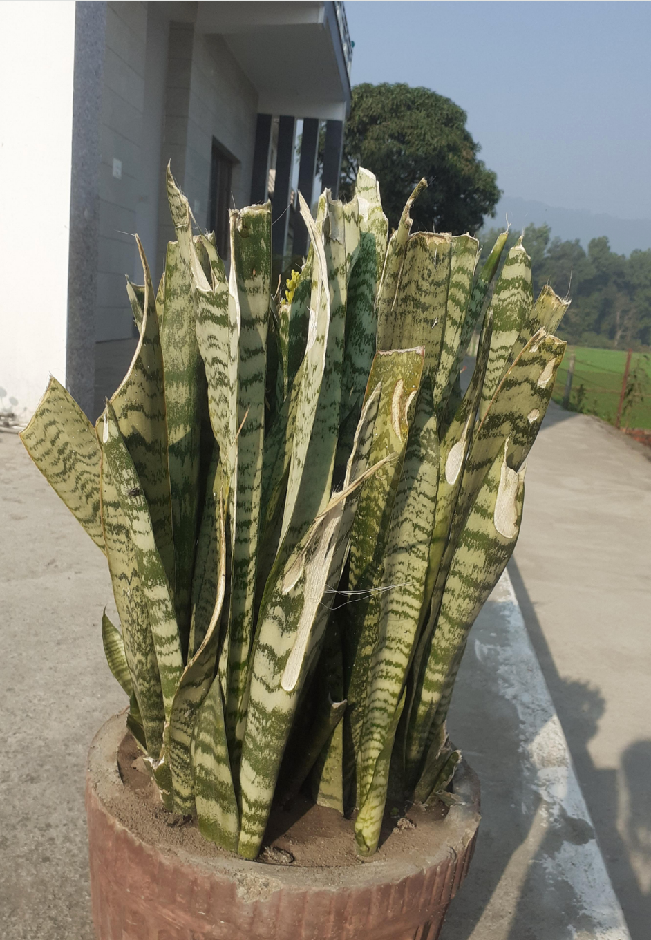 A potted snake plant with tall, upright leaves with chopped ends