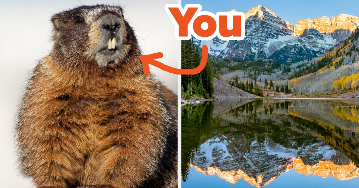 Which Colorado Mountain Animal Are You?