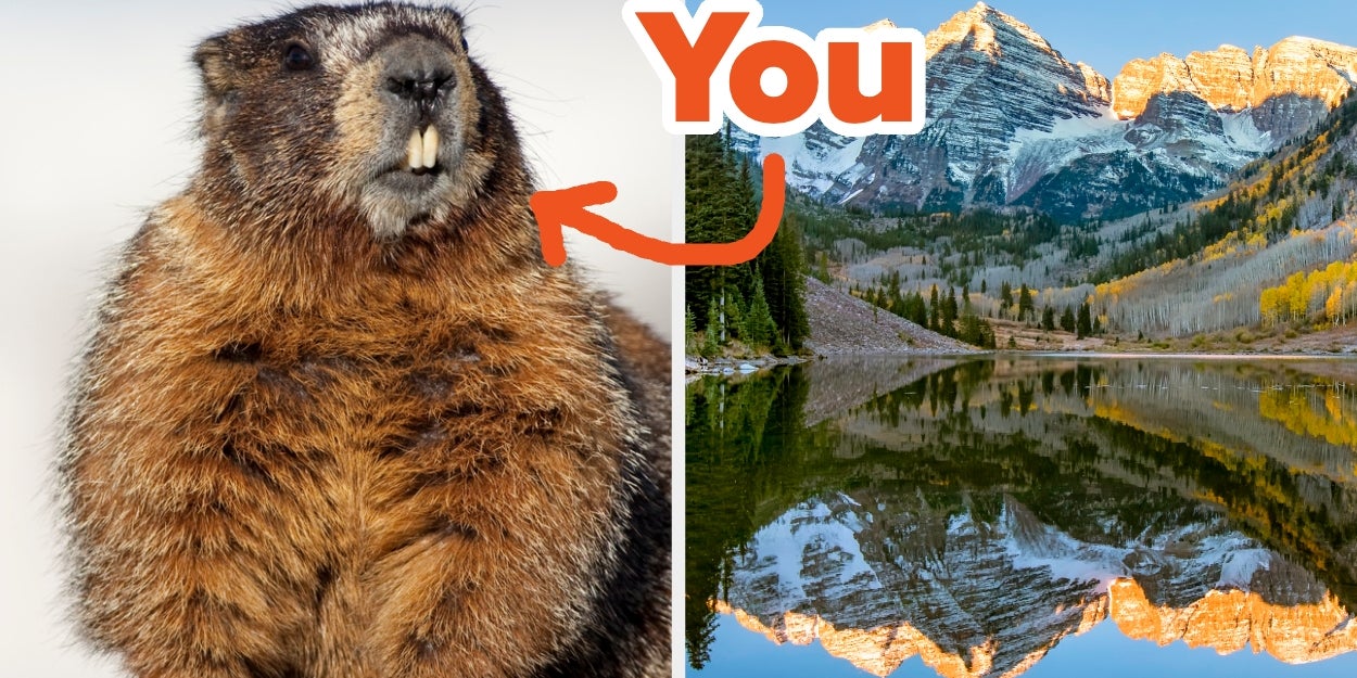 Which Colorado Mountain Animal Are You?