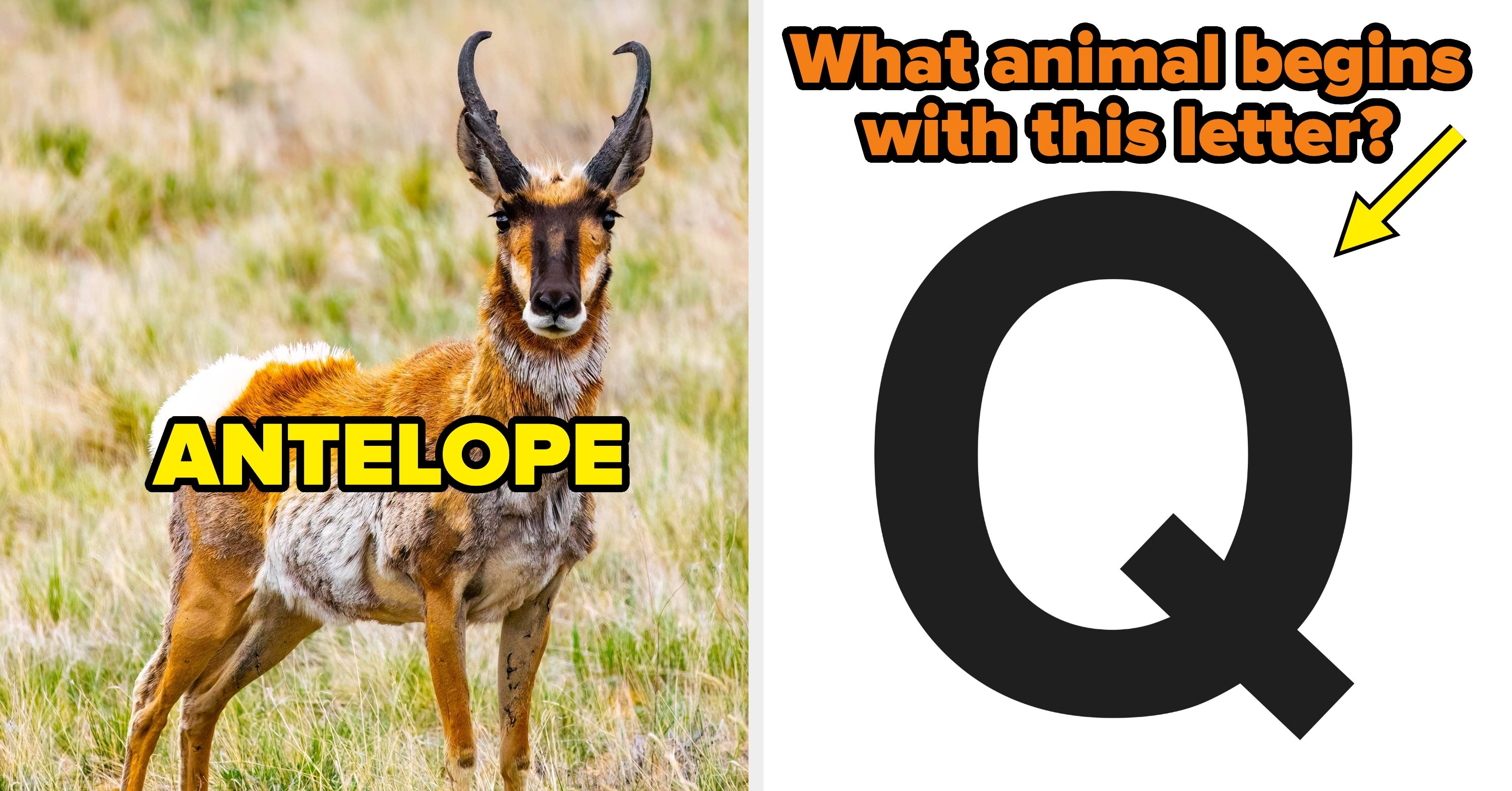 Your Job Is To Name An Animal For Every Letter Of The Alphabet — Good Luck