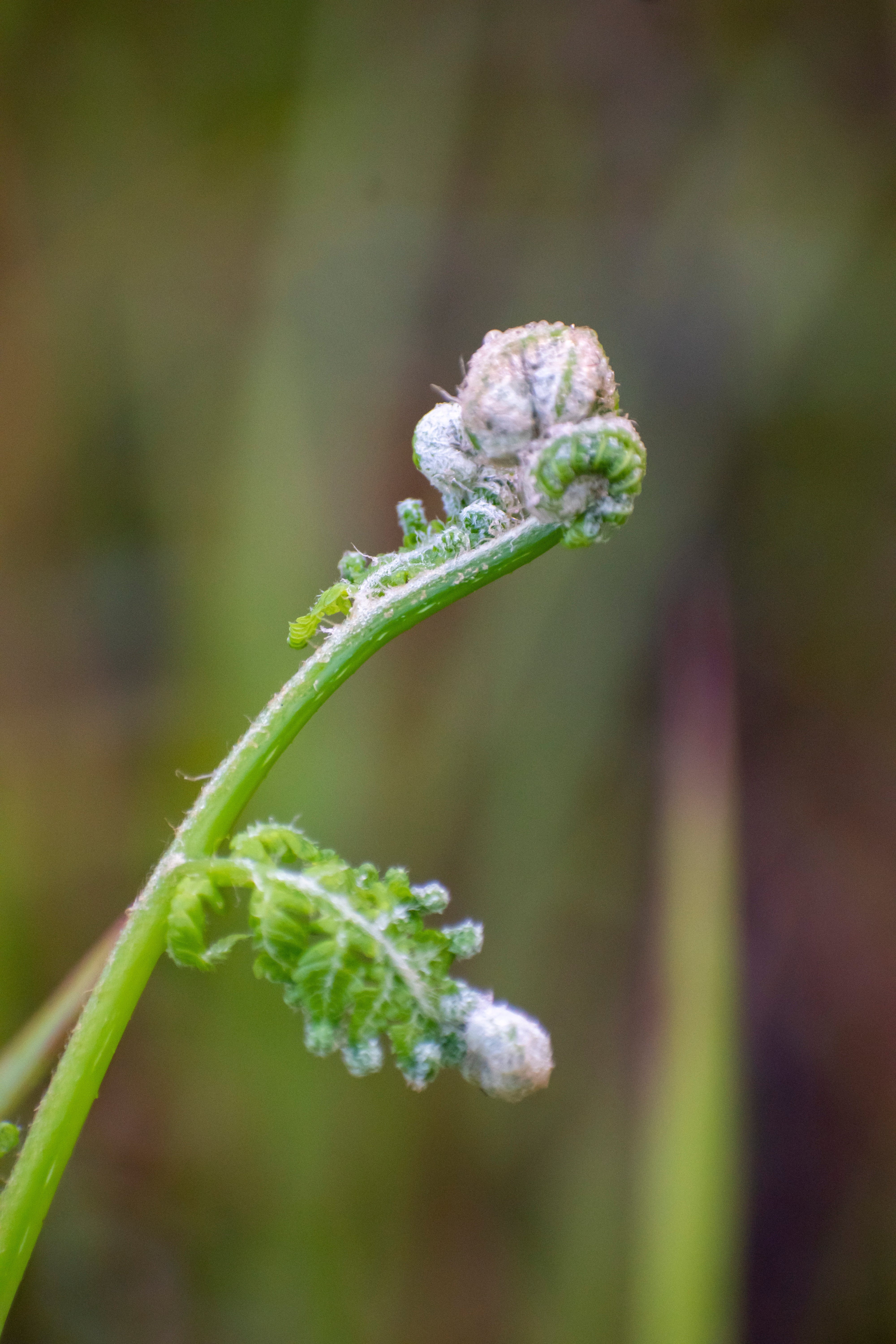 Close-up of a young fern frond unfurling, with delicate details and good  textures visible. Ideal for articles connected  quality  oregon  edible chaotic  plants
