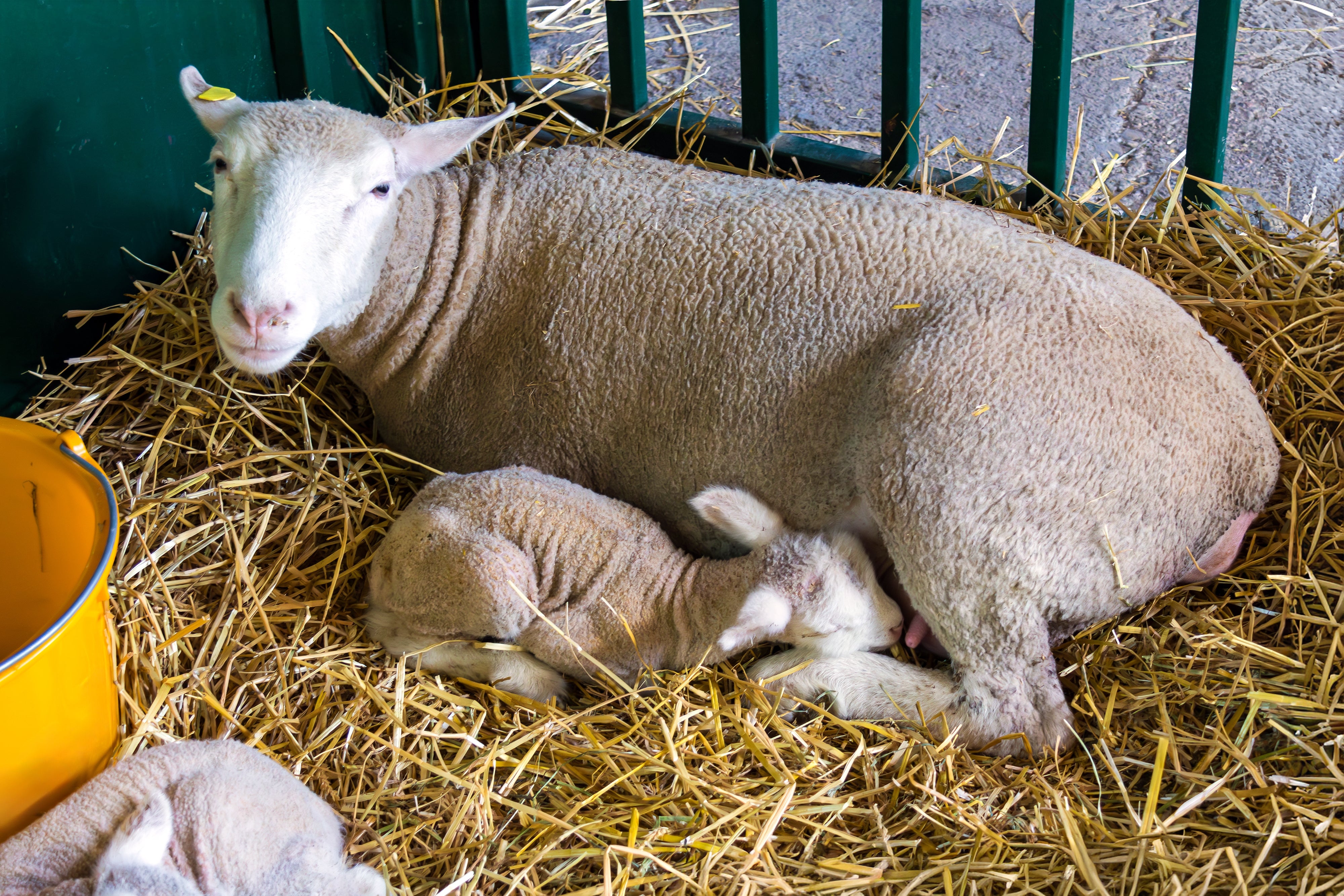 Sheep resting connected straw with a lamb cuddled up beside, evoking a country of gentle workplace life