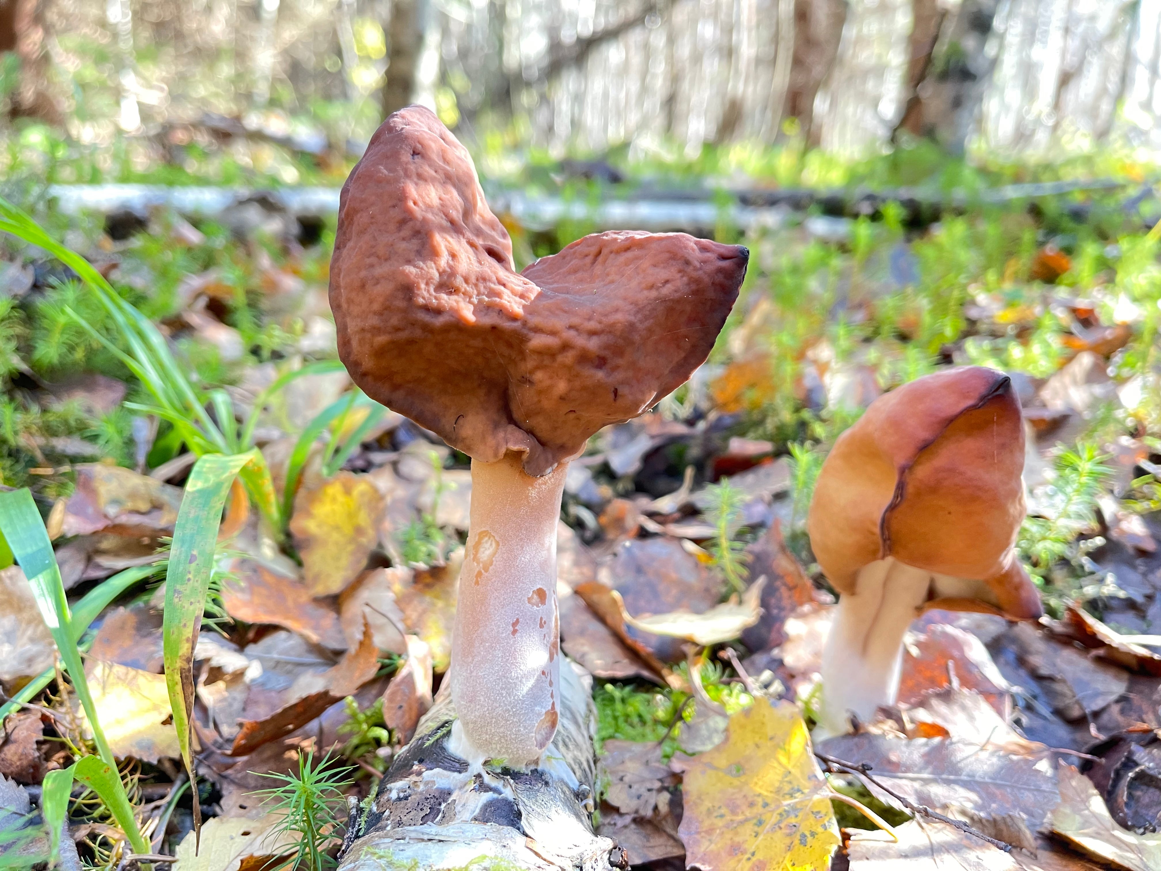 Two chaotic mushrooms increasing connected a wood level with fallen leaves and writer astir them