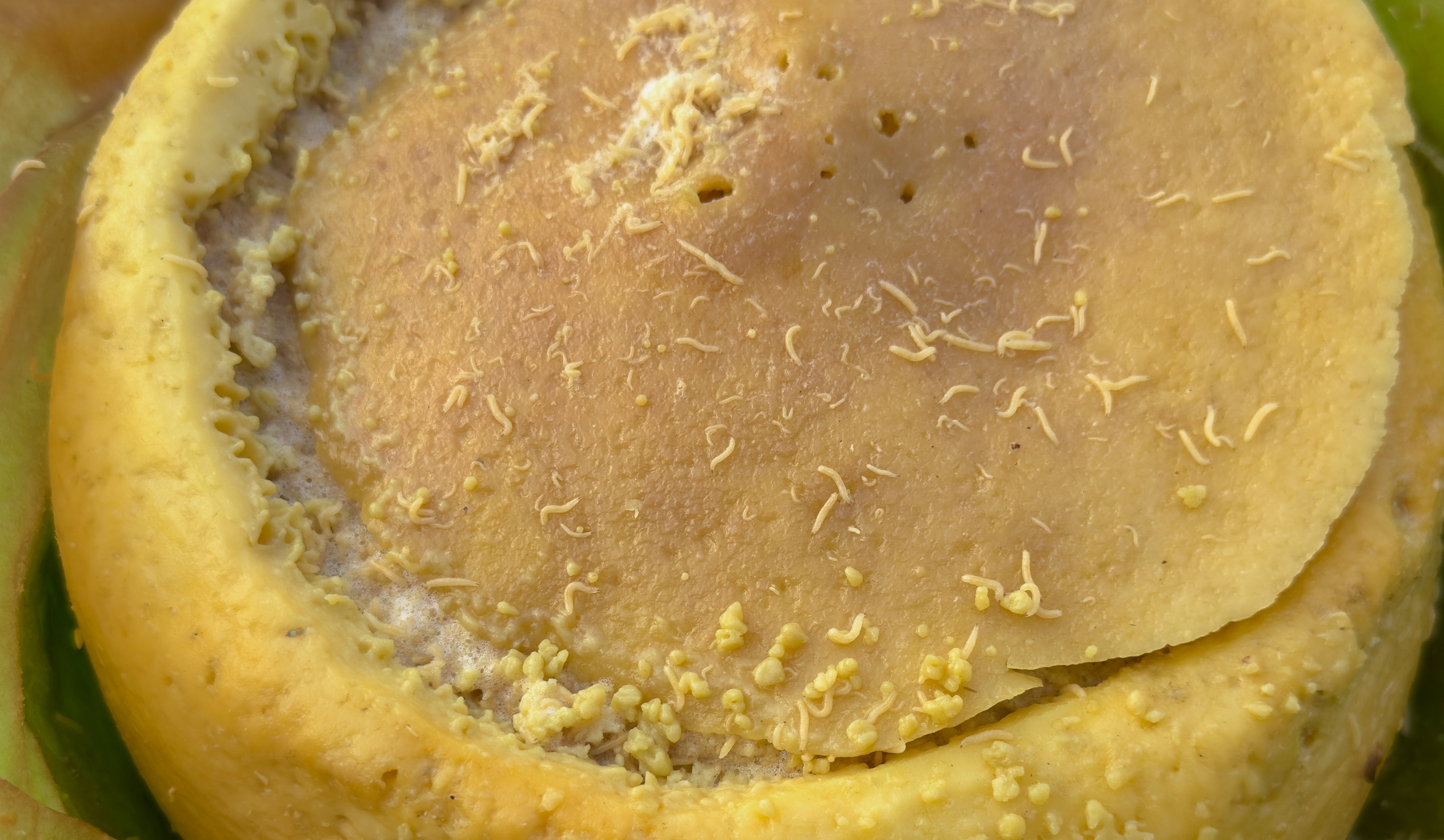 Close-up of a round, baked pastry with a aureate crust, topped with grated cheese