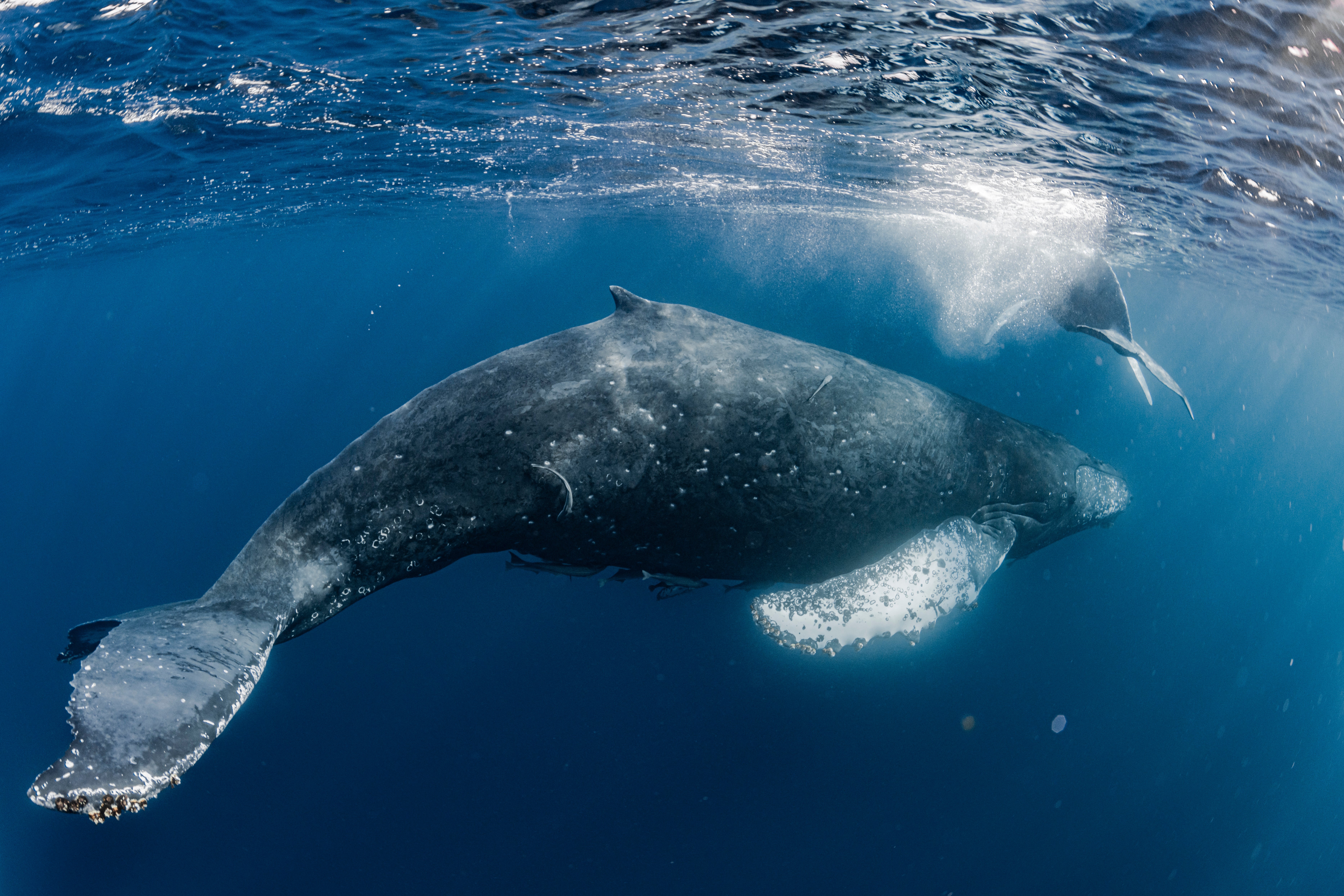 A whale gracefully swims underwater, its ample assemblage contrasting with the ocean's surface, creating a serene and majestic scene