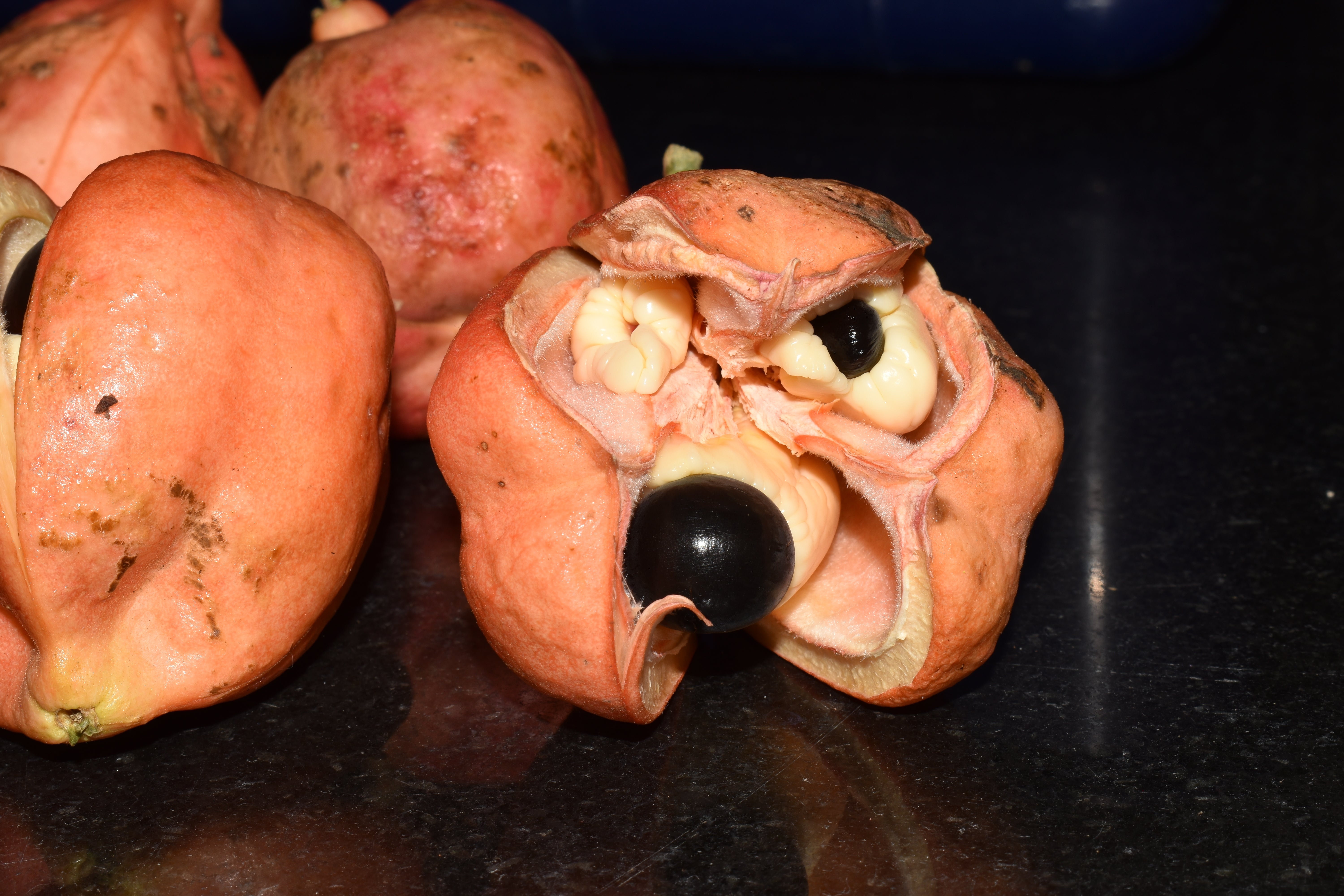Ackee effect connected a surface, opened to uncover shiny achromatic seeds and cream-colored arils