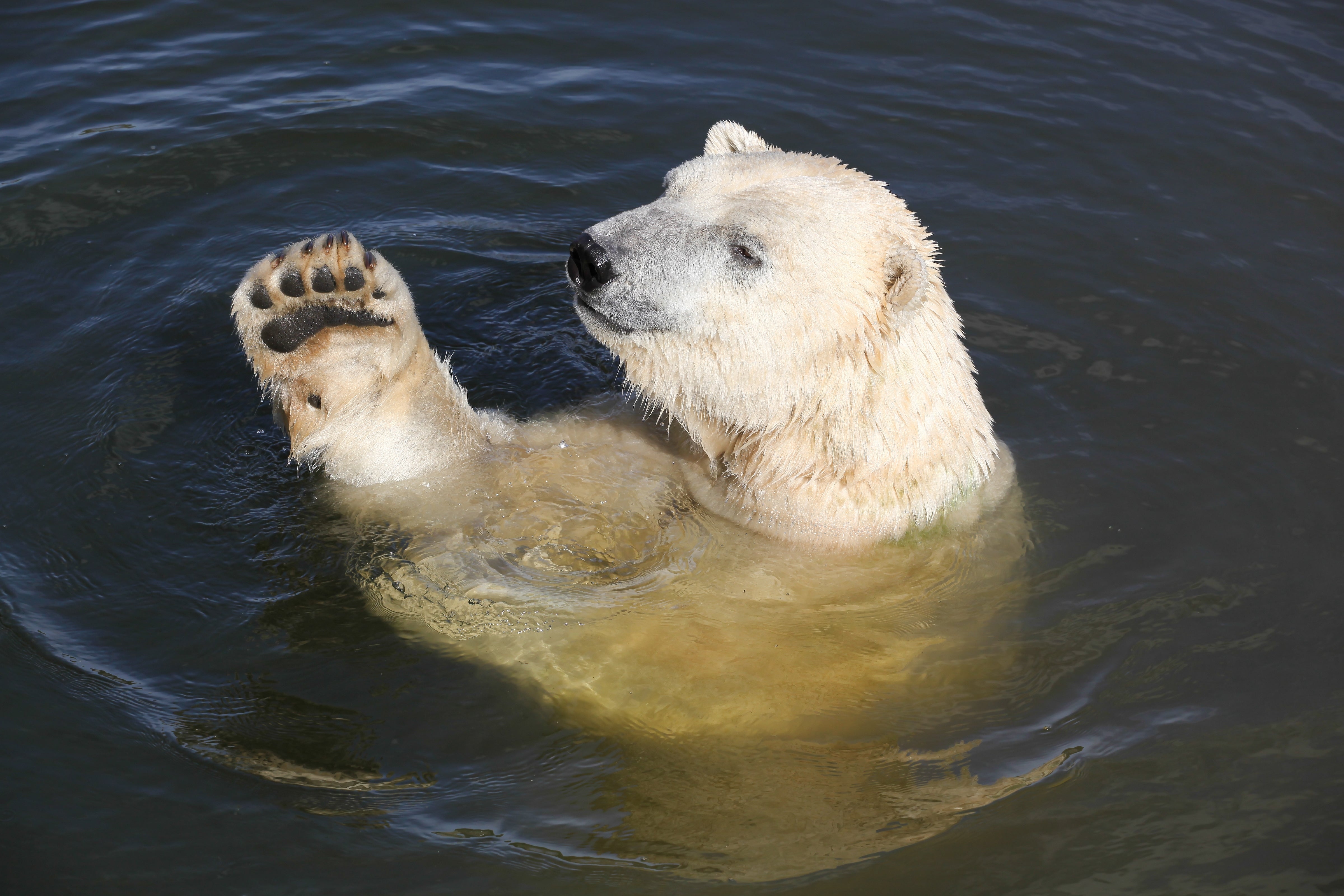 A polar carnivore swims successful water, lifting 1 paw supra the surface