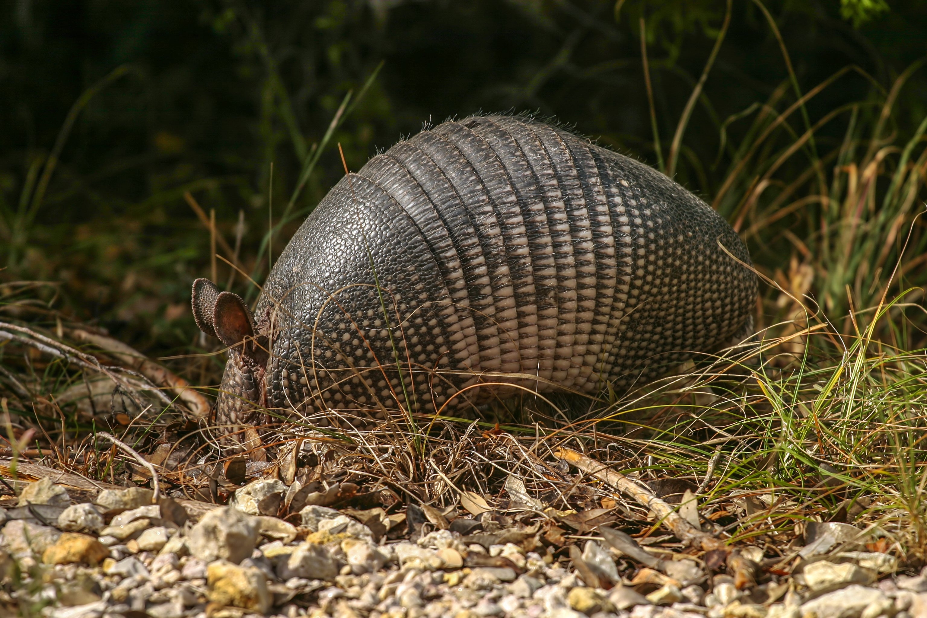 An armadillo forages among rocks and adust grass, snuffling with its snout, successful a earthy environment