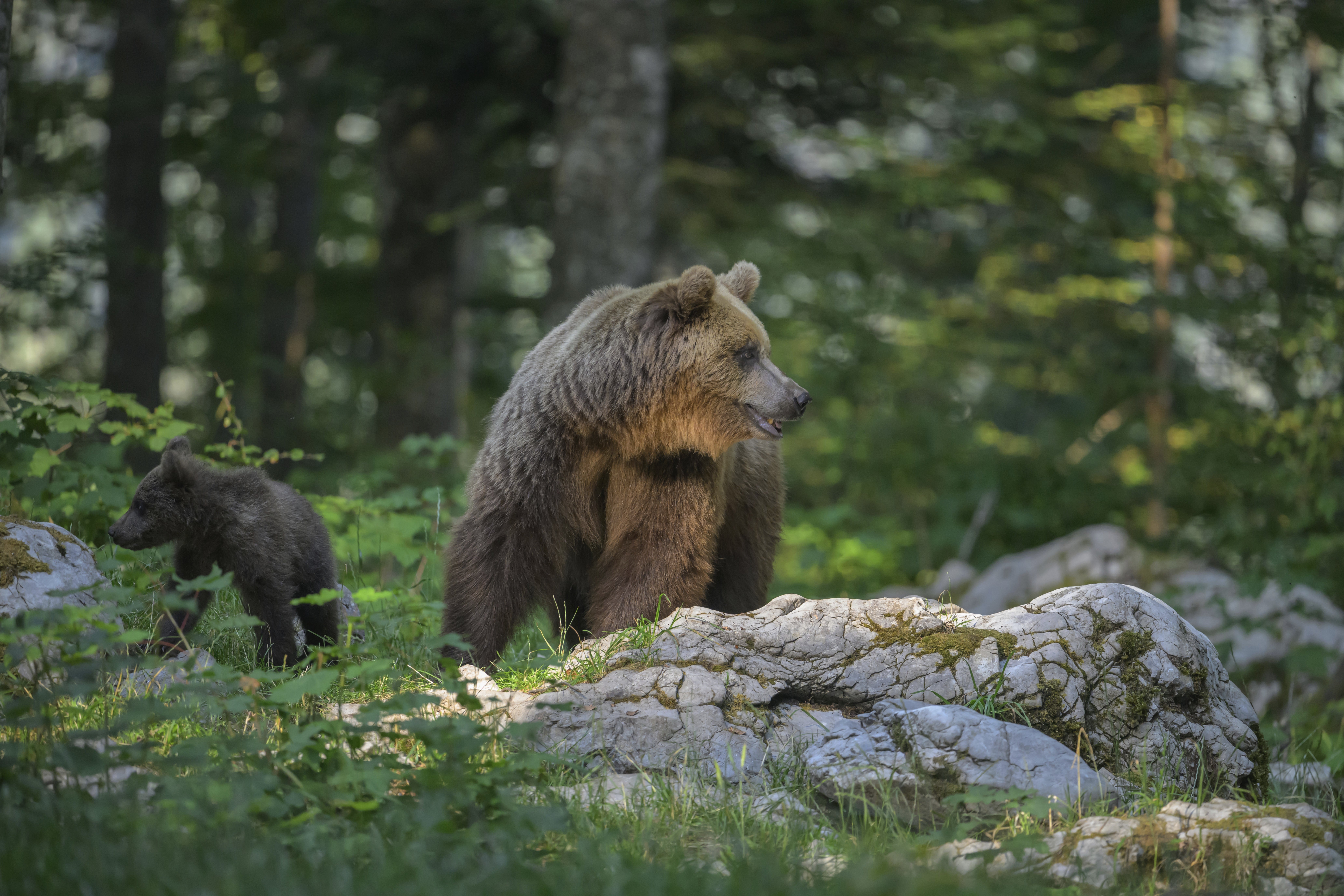 Bear with cub successful a wood setting, surrounded by trees and rocks