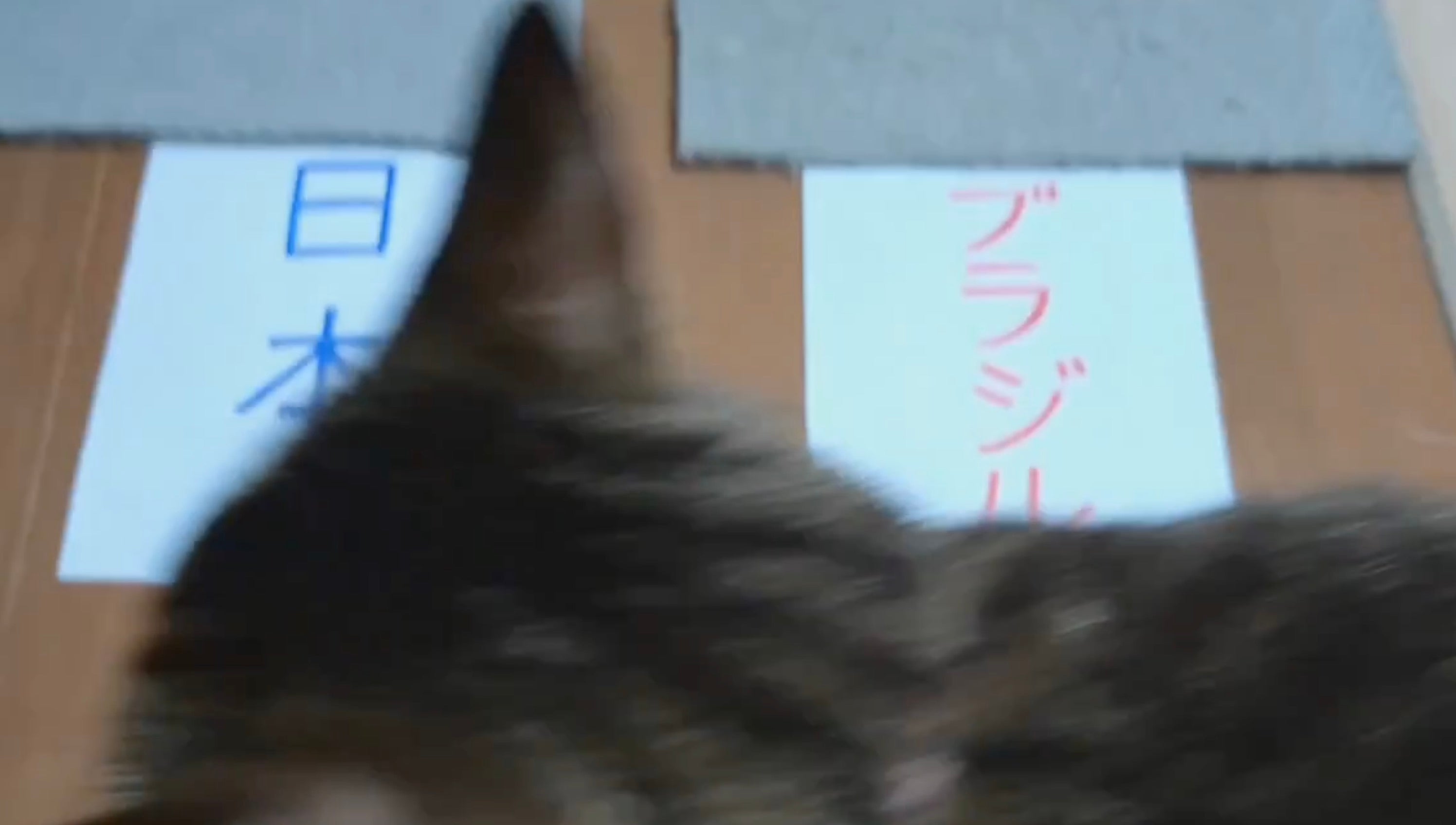 猫が「日本」と「ブラジル」と書かれた紙の上にいる。どちらに向かうかを選んでいるように見える。