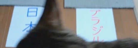 猫が「日本」と「ブラジル」と書かれた紙の上にいる。どちらに向かうかを選んでいるように見える。