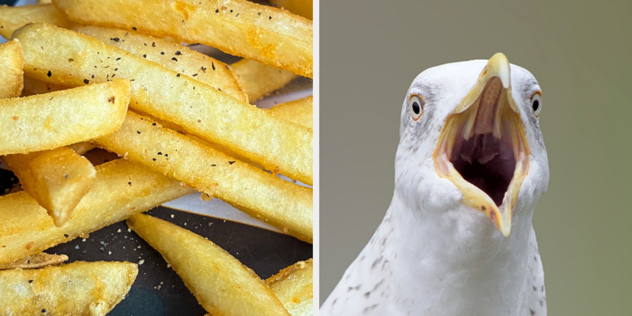 Survive One Day On The Coast To Reveal Your Inner Seagull Archetype