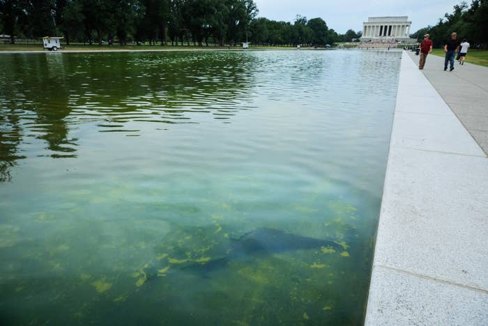 Reflecting excavation  presumption    with disposable   algae, radical   walking connected  pathway, and the Lincoln Memorial successful  the background