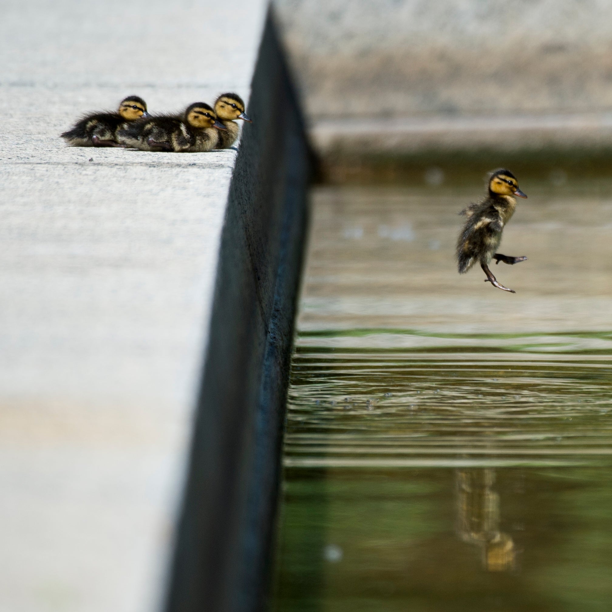 37 Photos Of The Reflecting Pool Before Trump