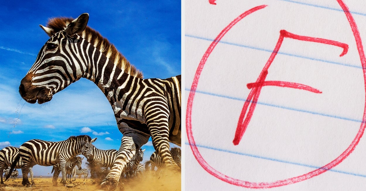 If You’ve Made It Past 5th Grade You Should Be Able To Pass This Zoo Animal General Knowledge Test, No Problem