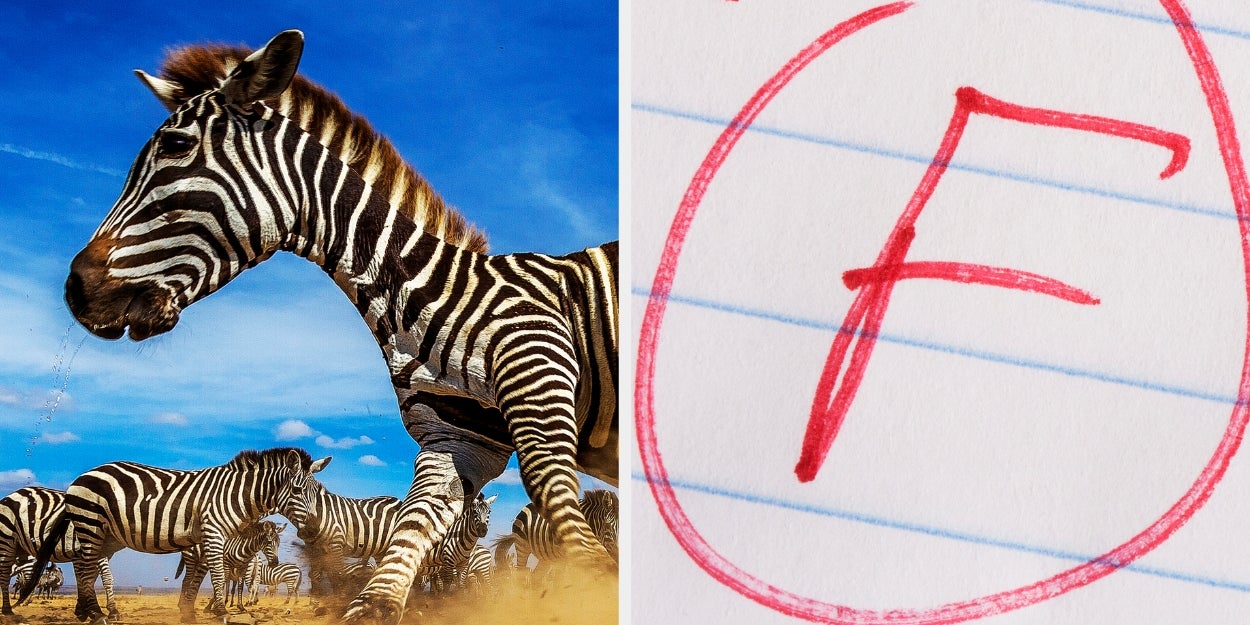 Can You Pass This Super Basic Zoo Quiz?