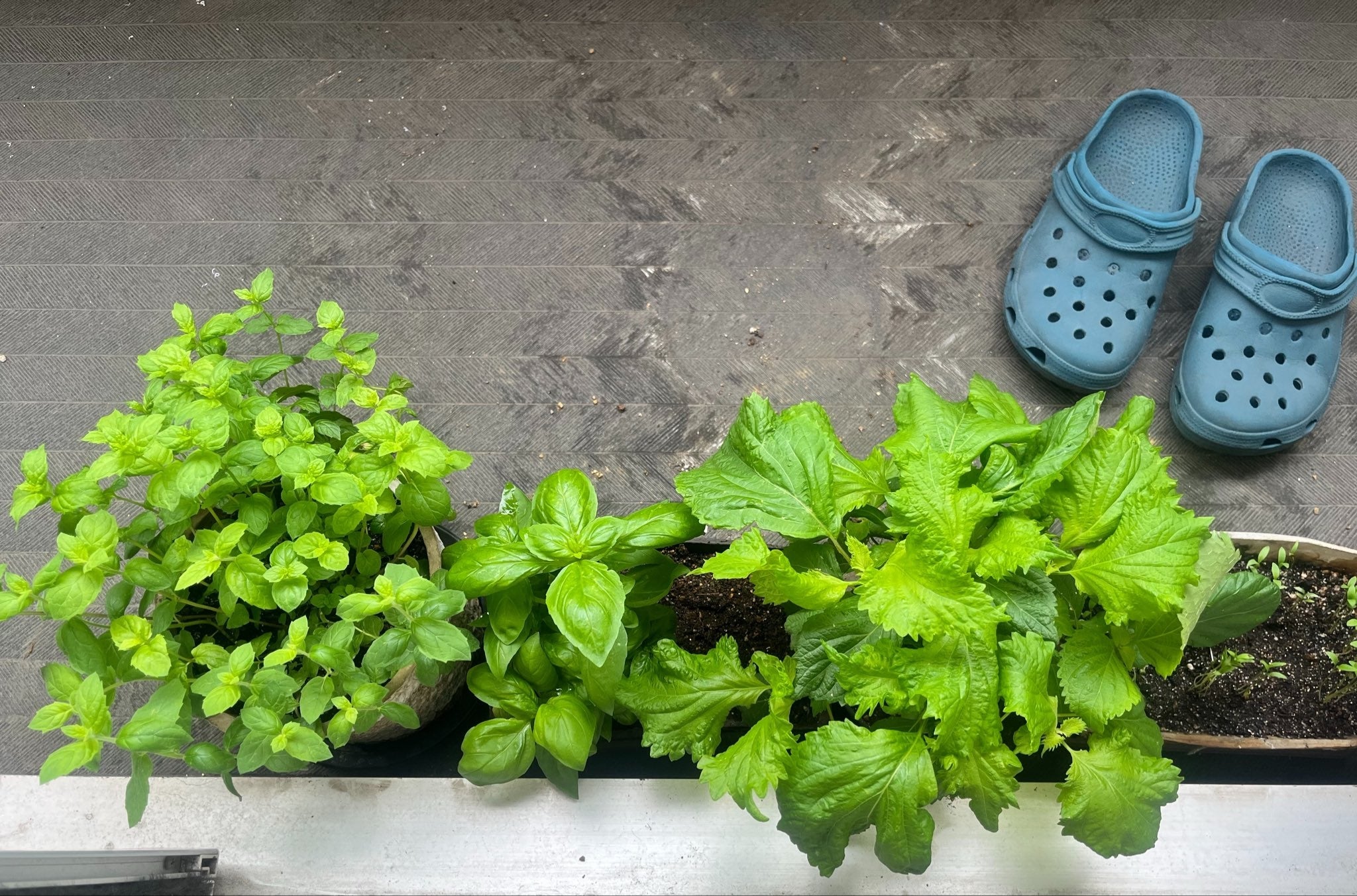 プランターに植えられた植物 / 概念さん（@yukimong）のXより