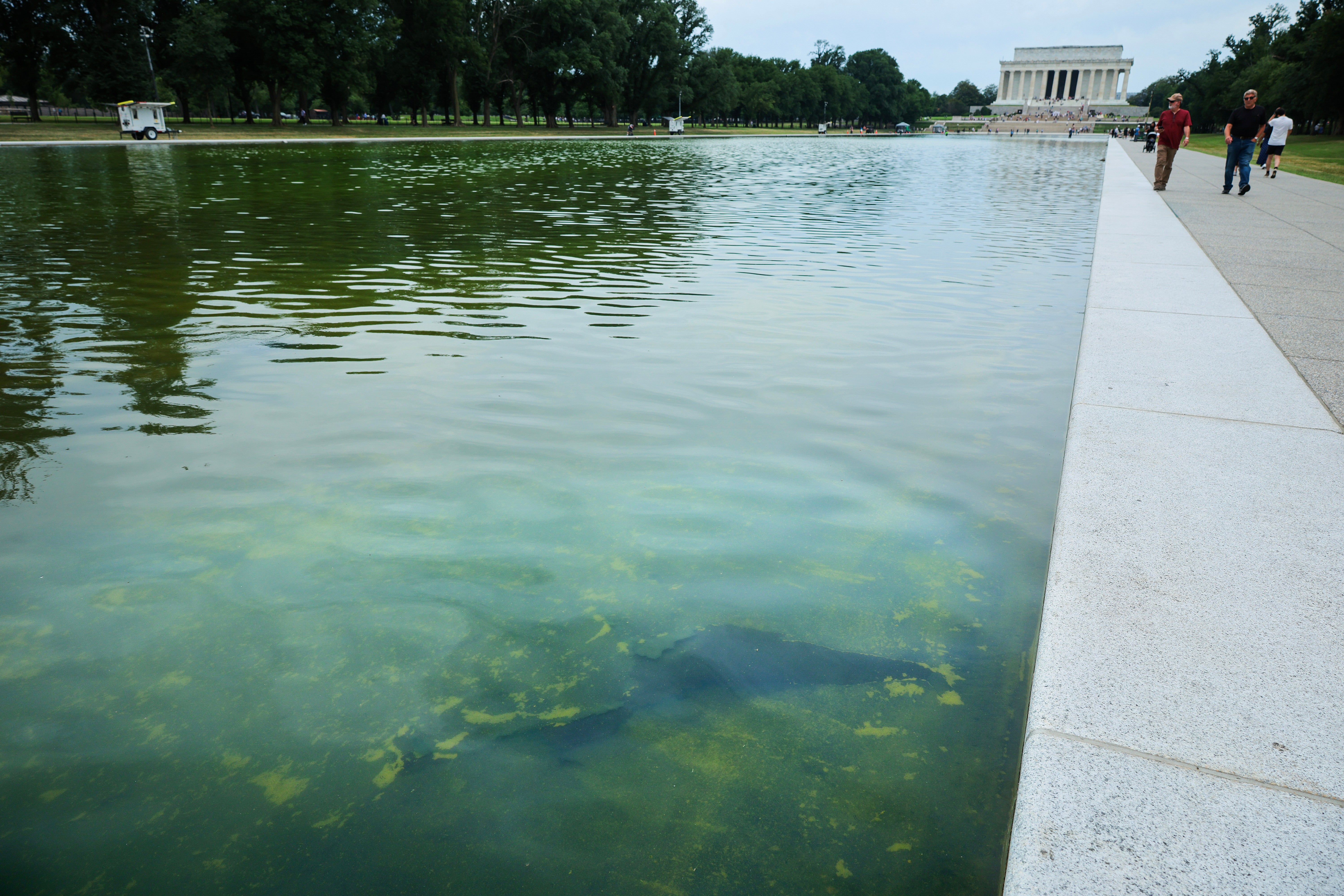 Reflecting excavation with algae and submerged debris, bordered by a walkway. Lincoln Memorial disposable successful the background