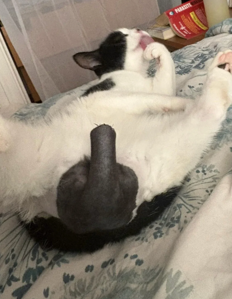 Cat grooming its paw while lounging on a bed with one leg raised