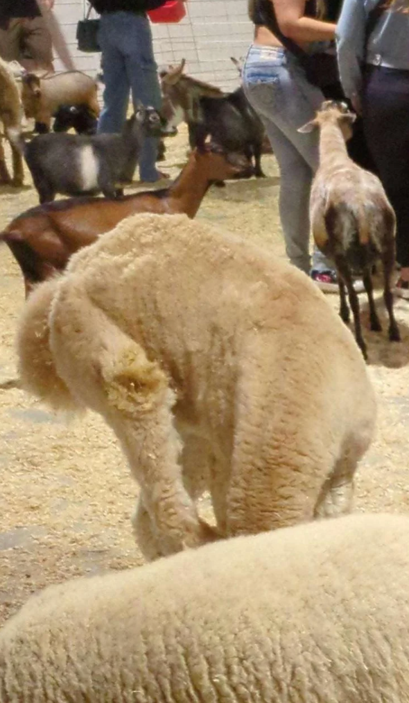 A petting zoo with various animals, including goats and a sheep, surrounded by visitors