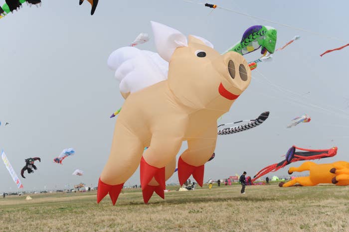A large, inflatable pig kite with wings and reddish  hooves is flying successful  a tract  during a kite festival