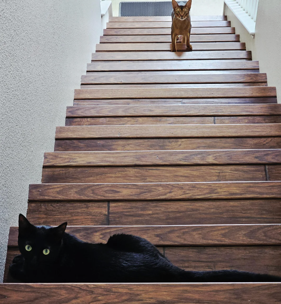 Two cats on wooden stairs, one black cat lying near the bottom and an orange cat sitting at the top