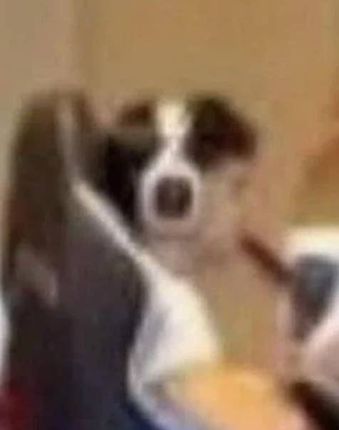Blurry image of a dog in the background, partially obscured by a chair in the foreground