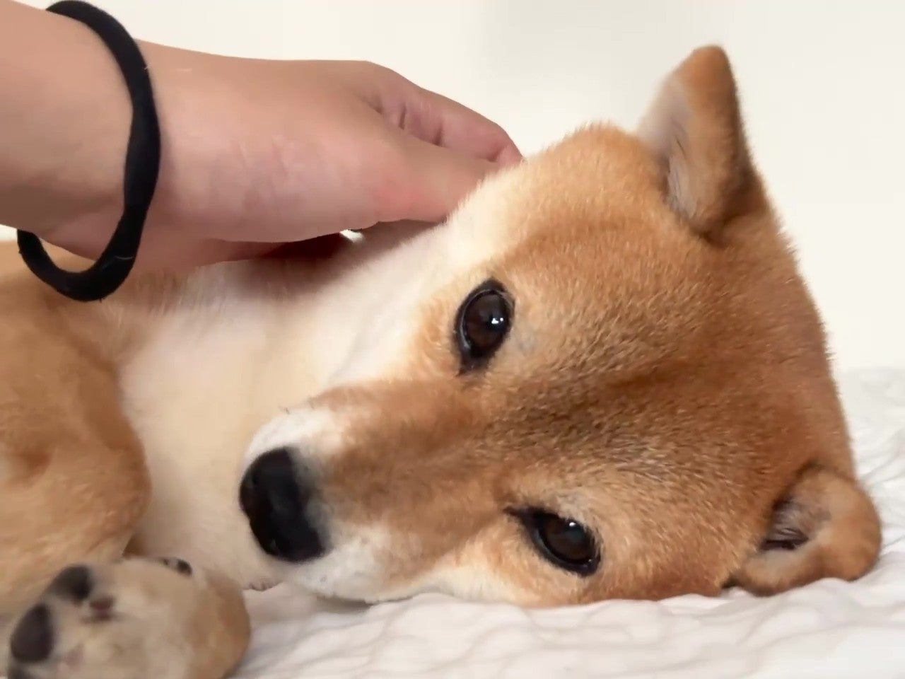 飼い主さんになでてもらったタマちゃん、かわいいです（豆柴タマさんのXアカウントより）