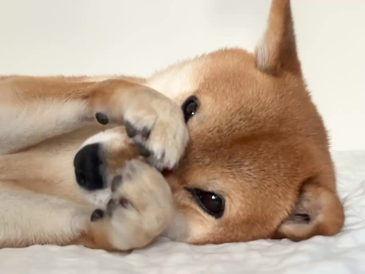 お顔をこしこしするするタマちゃん（豆柴タマさんのXアカウントより）