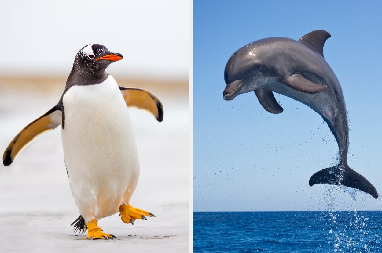 Penguin waddling on ice, dolphin leaping from the sea