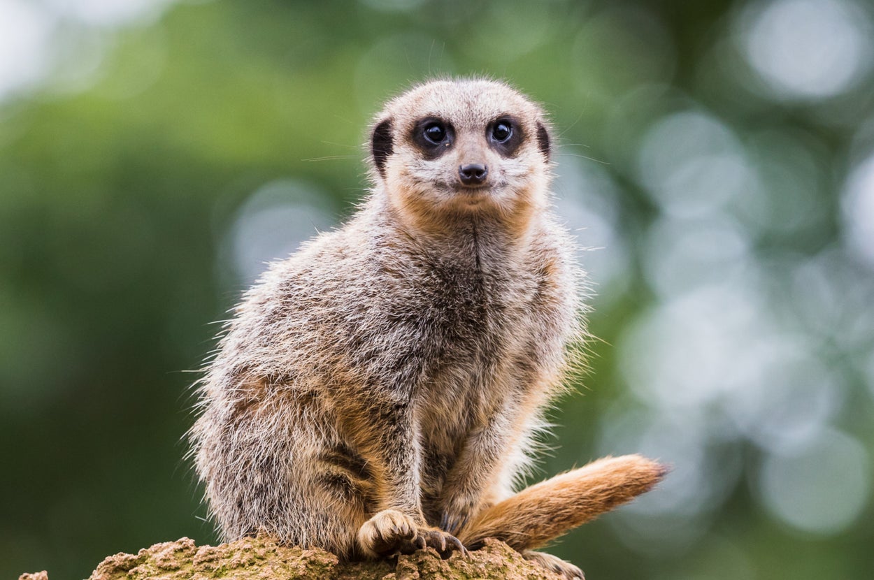 Go To The Zoo For A Day And I'll Reveal Your Summer Aura